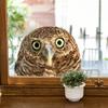 Cartoon Cute Fun Owl Wall Stickers Living Room Glass Window Home Decorration Mural Bedroom Decor Self Adhesive Animal Decals