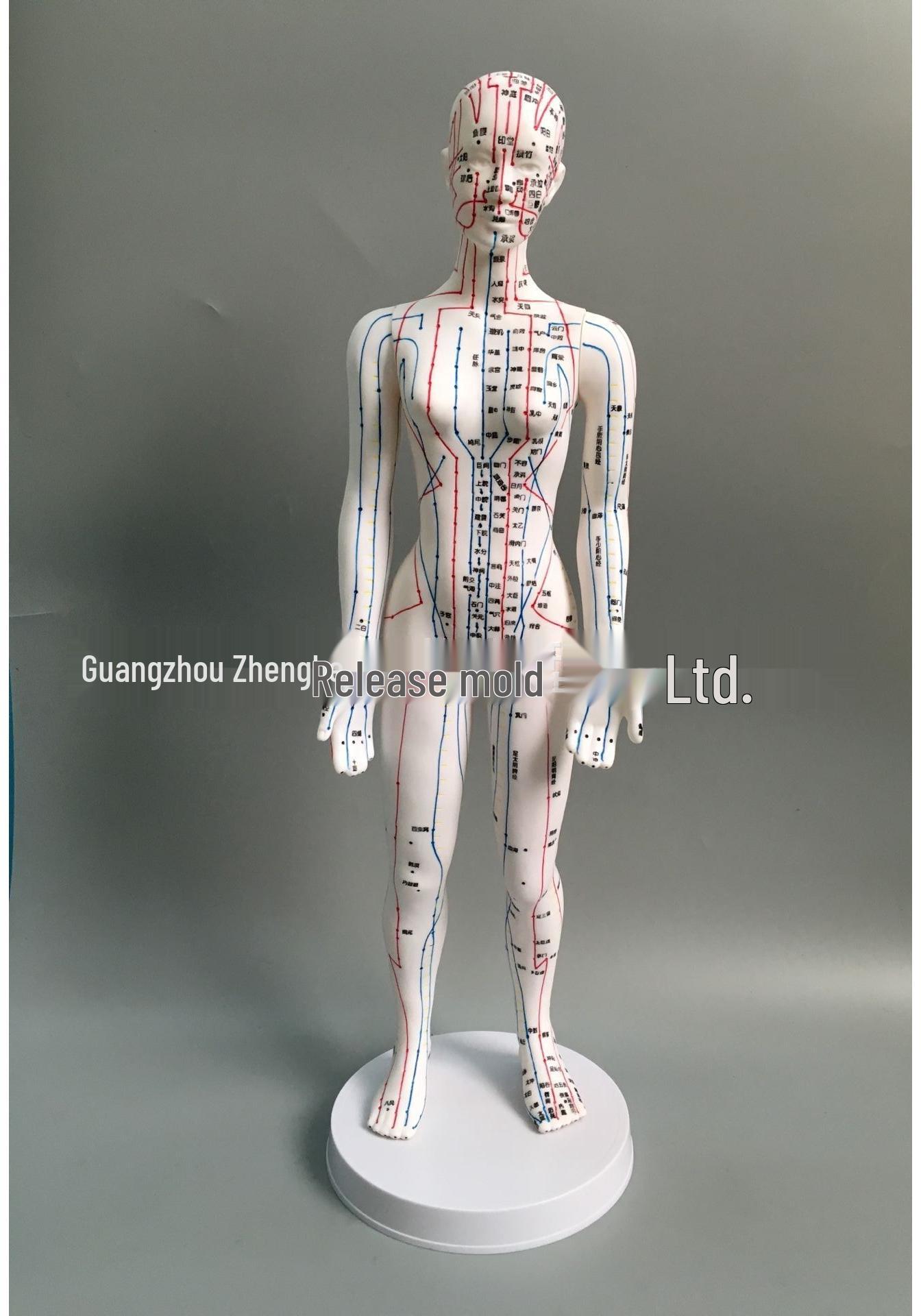50cm Clear Male & Female Acupuncture Model: Human Body Meridian & Medical Acupoint Display 48cm