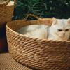 Rattan Woven Cat Nest: Handmade Cool Summer Bed, Universal for All Seasons