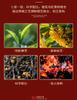 Jieying Wuyi Original Osmanthus Red Tea