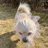 Velo Respirabile Anti-Ingestione per Cani Regolabile Elastico Coprimuso per Cani Domestici Poliestere Comfort Maschera Protettiva per Animali Controllo del Comportamento