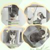 Adjustable Height Ceiling Cat Tree 225-255cm with House and Hammock, Light Grey