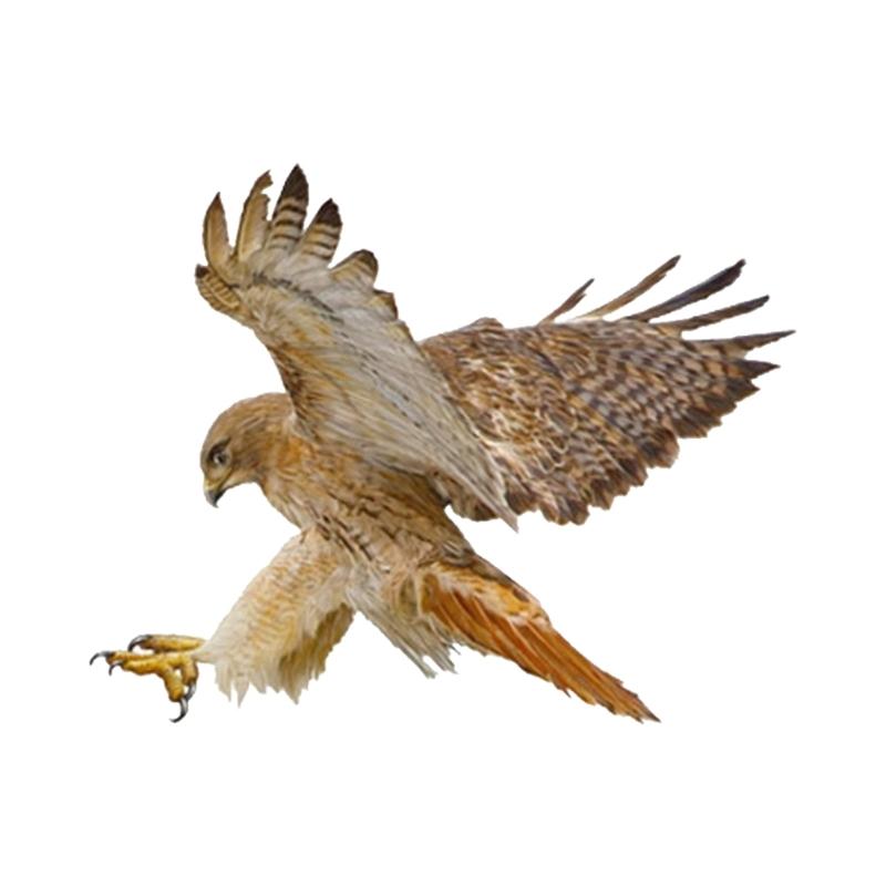 Set Of 2 Bird  Car Stickers Reflective Waterproof Decals Car Hood Cover Sticker for Car Window  Laptops Skateboards