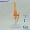 Life-Size Functional Knee Joint Model - Educational Skeletal Display