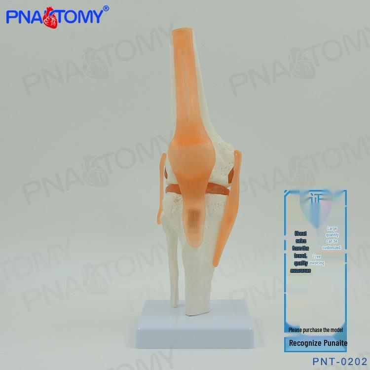 Life-Size Functional Knee Joint Model - Educational Skeletal Display