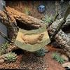 Reptiles – Cuidado de reptiles