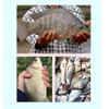 High Sensitivity Dual-Use Electronic Fishing Float for Crucian Carp and Tilapia - Day/Night Bright, Hard Tail Design for Wild & Black Pit Competition