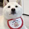 Pet cat dog christmas dress up saliva towel embroidered bib bib scarf