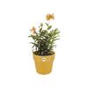 ELHO Pot de fleurs B.For Original Rond 30 - Ø 29,5 x H 27,3 cm - Ocre