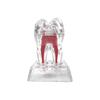 With Base Dental Anatomical Structure Hard Tooth Disintegration Ornaments  Practice Studying Tool