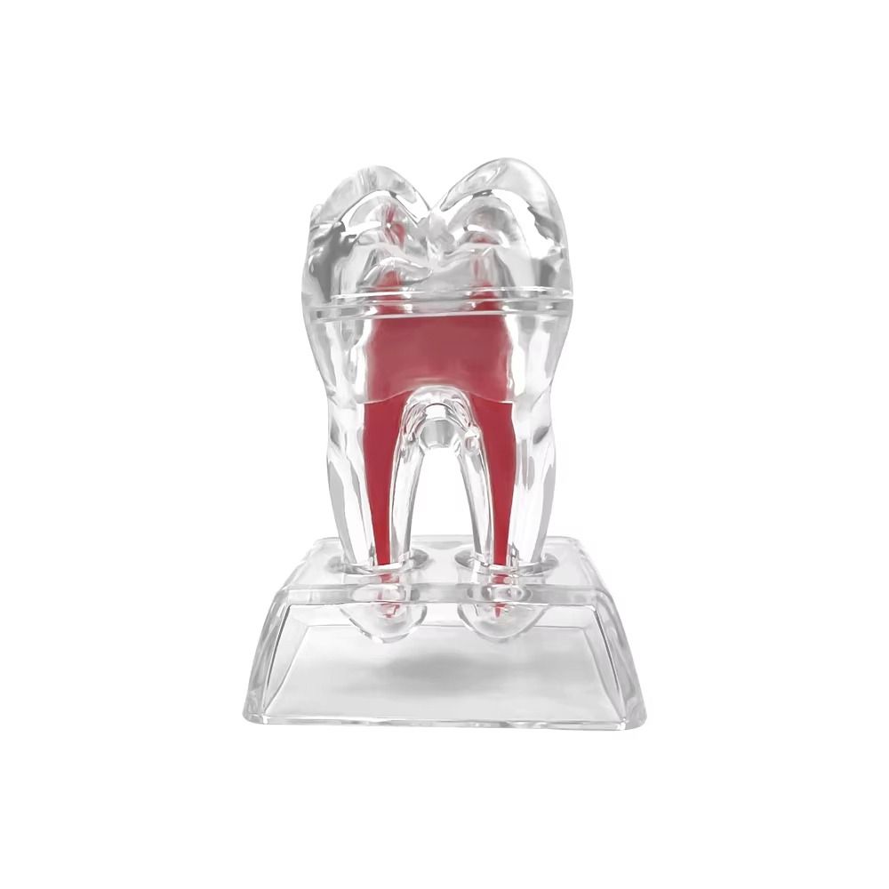 With Base Dental Anatomical Structure Hard Tooth Disintegration Ornaments  Practice Studying Tool