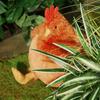 Simulation Funny Plush Chicken Toys Cute Soft Stuffed Chicken Home Room Decor Dolls for Kid Birthday Christmas Gifts