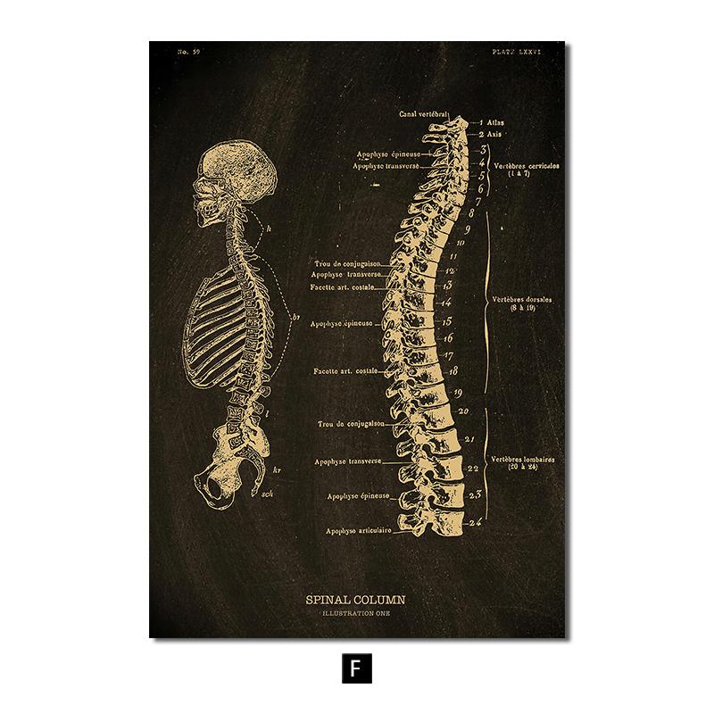 

Анатомия человека, винтажный постер, скандинавский холст, художественный принт, золотой скелет, органы, живопись, настенные панно, медицинский домашний декор A4 21x30cm No Frame