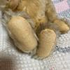 [USED] Steiff Teddy Bear 0168/32 Used