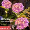 Hydrangea Solar Outdoor Light for Garden and Lawn Decoration
