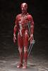 Figma модель человеческого тела раскрашенная подвижная фигурка F51042 нестандартного масштаба АБС и ПВХ