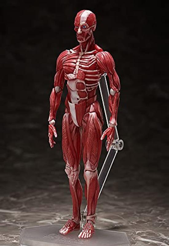 Figma модель человеческого тела раскрашенная подвижная фигурка F51042 нестандартного масштаба АБС и ПВХ