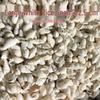Conch Shells & Starfish for Hermit Crabs: Aquarium Decor & Drift Bottle Accessories