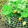 Climbing Trellis Heavy-Duty Gardening Support Stand Garden Support Strawberry Plant Tray for Outdoor Patio Orchard Balcony