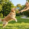 Creative Bite-Resistant Dog Flying Disc Durable Teeth Grinding Dog Training Toy Soft Cartoon Interactive Dog Toy Training