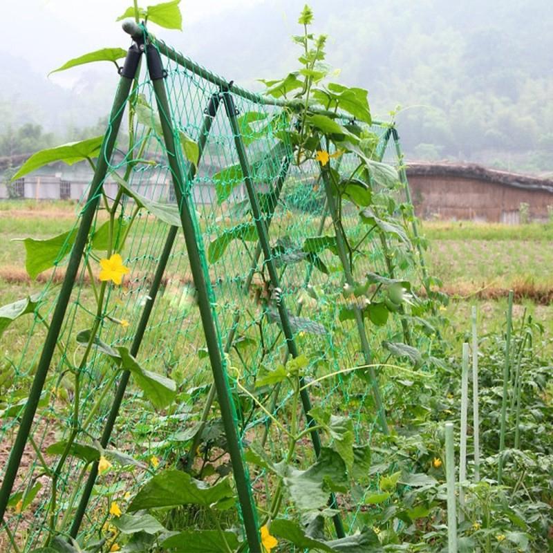 Zelená popínavá síť na rostliny Zahradní mřížová síť Síť na pěstování okurek a závěsných melounů Podpůrná síť Síť odolná proti větru pro chryzantémy
