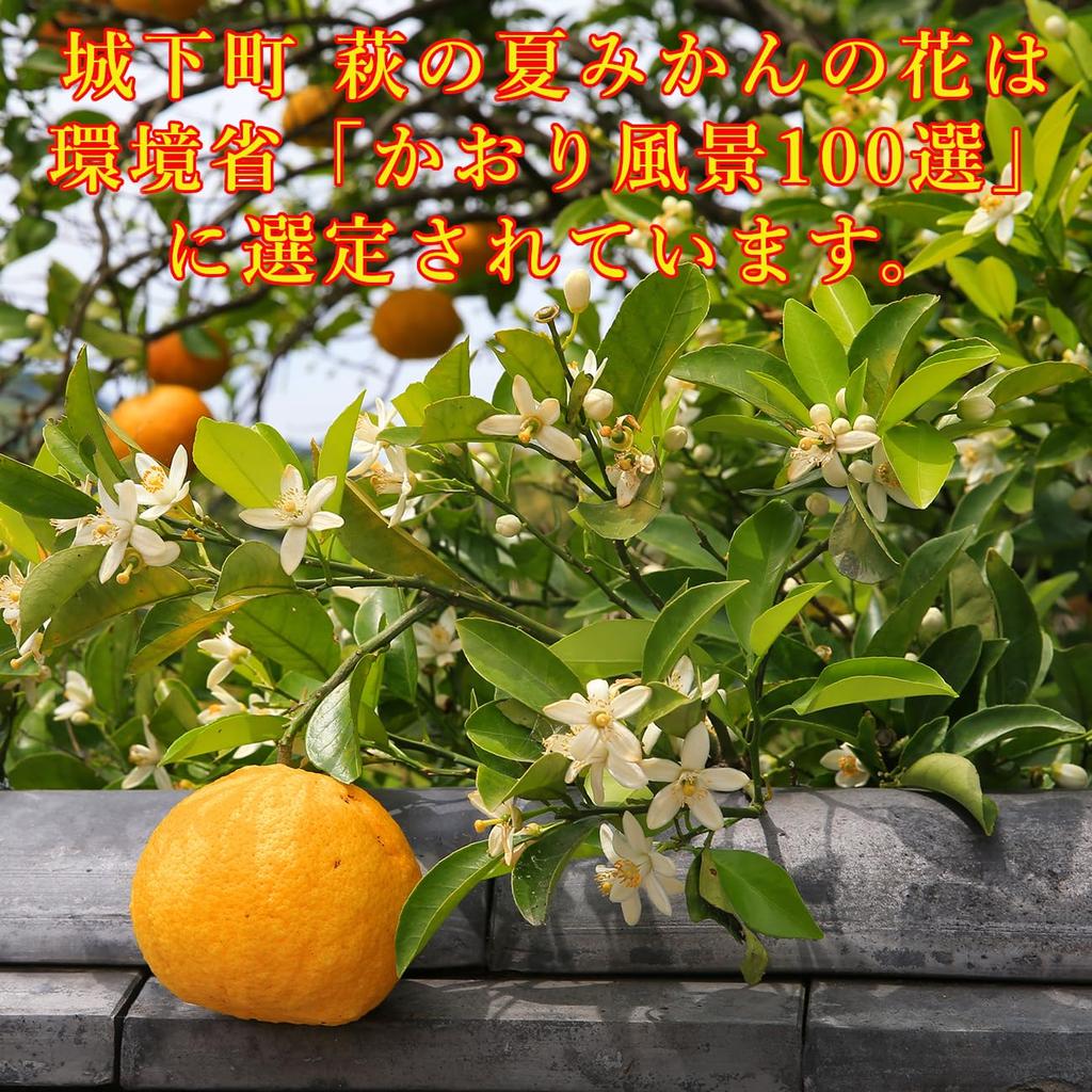 Yamaguchi Prefecture limited Natsumikan cookies Yamaguchi Prefecture Hagi Natsumikan tart cookies gift individually wrapped sweets souvenir gift gift