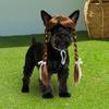 Yousheng Pet Cosplay Wig Cute Dogs Double Braids with Bows Adjustable Elastic Band Cat Hairpiece for Halloween Christmas Parties Photos