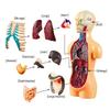 Human Body Torso Model Human Anatomy Display Assembly Learning Internal Organs Skeleton Visceral Brain Anatomical Teaching