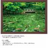 500 Piece Jigsaw Puzzle Dancing Color Monet's Pond (Gifu Prefecture) (38x53cm)