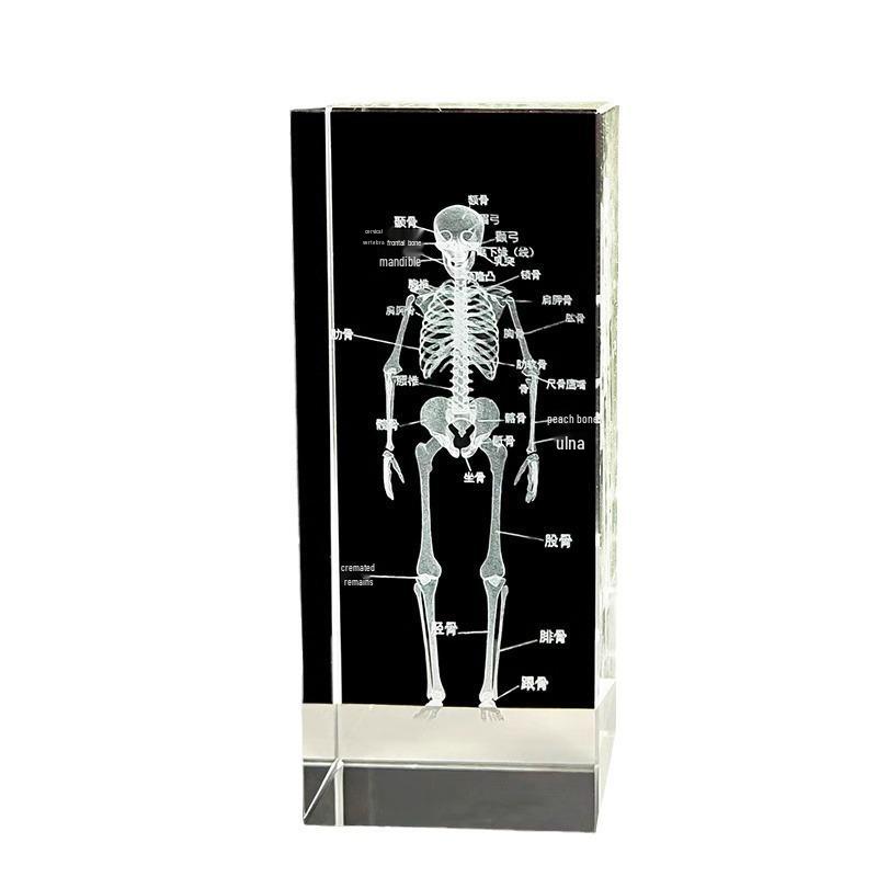 3D Carved Skeleton Brain Model Ornament - White Crystal Souvenir for Medical Students and Doctors