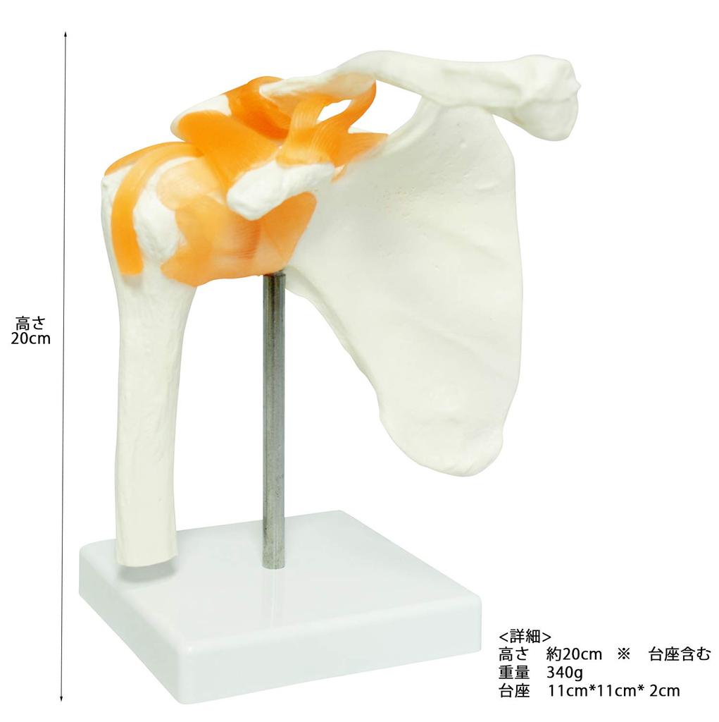Monolife Scapula, Shoulder Joint, and Clavicle Model, Human Skeleton Model, Specimen, Ligaments, Right Shoulder, Removable Base, for Medical Education