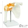 Monolife Scapula, Shoulder Joint, and Clavicle Model, Human Skeleton Model, Specimen, Ligaments, Right Shoulder, Removable Base, for Medical Education