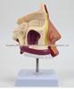 ENT Five Senses Anatomical Model of Human Nasal Cavity, Pharynx, and Mouth