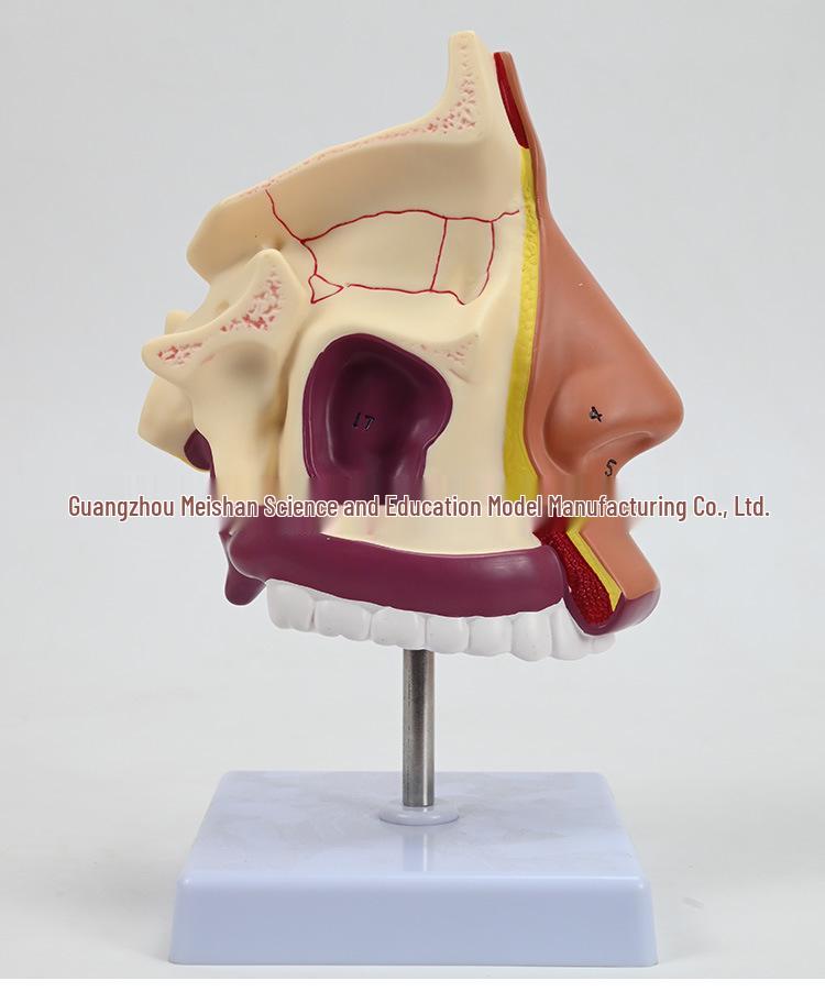 ENT Five Senses Anatomical Model of Human Nasal Cavity, Pharynx, and Mouth