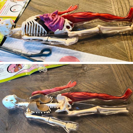 Model lidského těla s podnosem Pinzety Svítící ve tmě Odnímatelné Lidské torzo Anatomie Učební pomůcka Školní studenti Orgány Kosti Učení Vzdělávací hračka