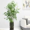 Compact Hydroponic Bamboo Rice Pot for Indoor/Outdoor Landscaping: Fiddle Leaf Bamboo Seedlings, Ornamental Courtyard Bonsai Plant.