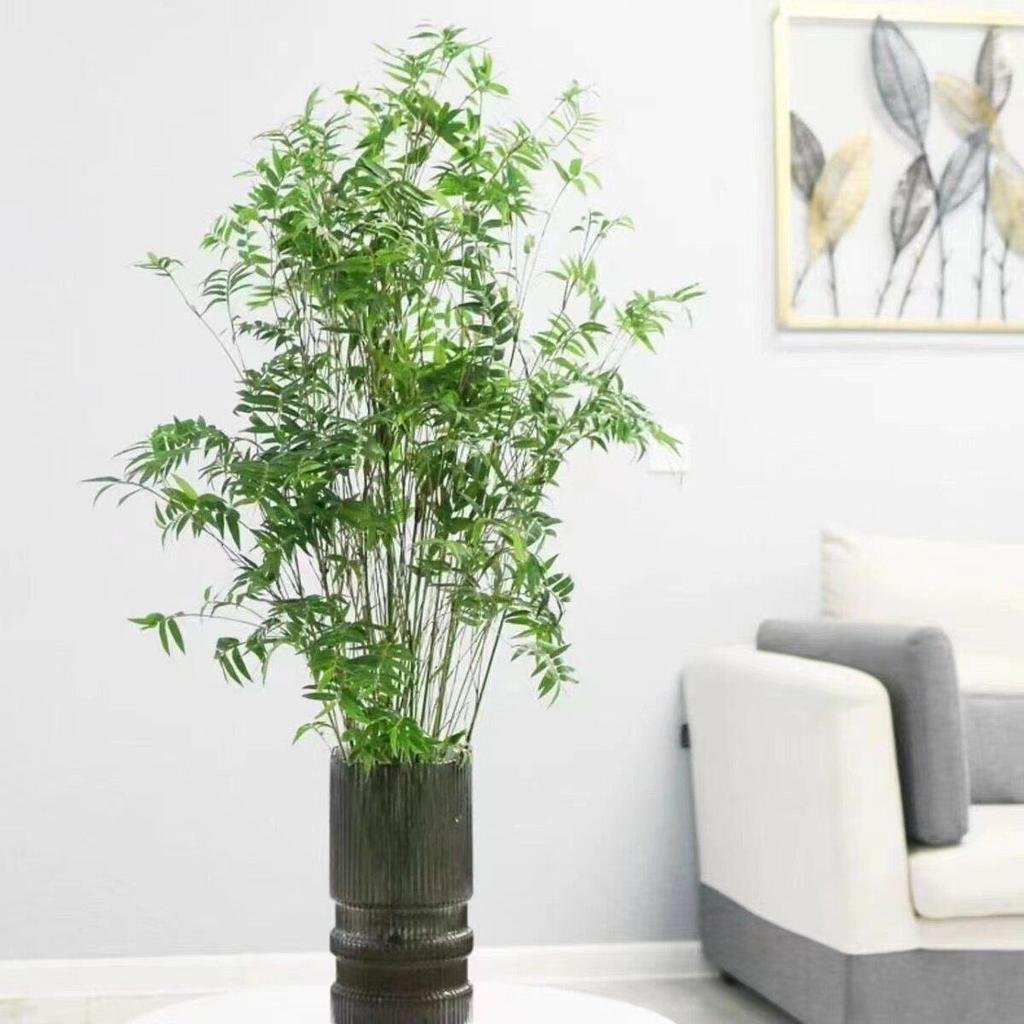 Compact Hydroponic Bamboo Rice Pot for Indoor/Outdoor Landscaping: Fiddle Leaf Bamboo Seedlings, Ornamental Courtyard Bonsai Plant.