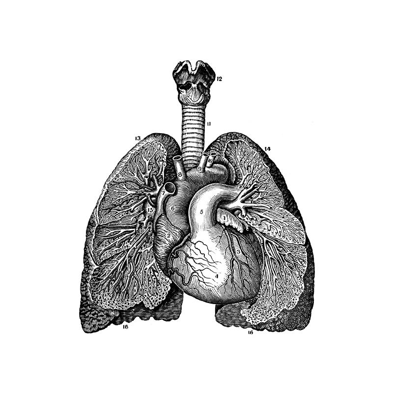 Ανθρώπινη Ανατομία Τέχνη Καμβάς Ζωγραφική Εκτυπώσεις Όργανο Σκελετός Vintage Αφίσα Εκπαίδευση Εικόνα Για Δωμάτιο Σπίτι Κλινική Ιατρική Διακόσμηση Τοίχου