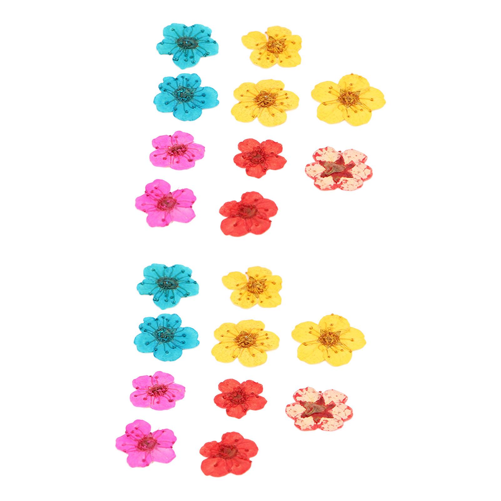 

20 шт. сухоцветов смешанных цветов романтической полной формы органические мягкие расслабляющие натуральные сушеные прессованные