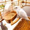 1Pc Bird Feeder Parrot Cage Hanging Feeding Bowl Spill and Splash Proof Parakeet Feeder Box Plastic Food Container Bird Supplies