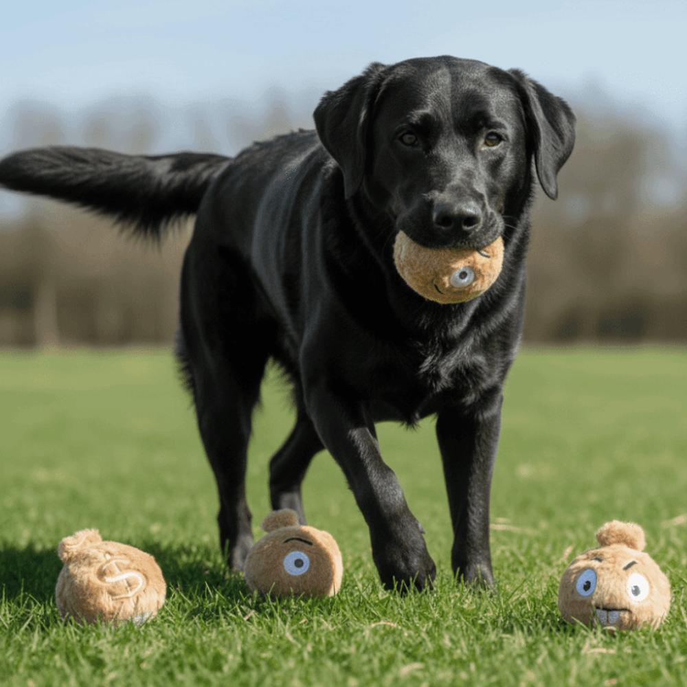 Bissfester Hunde-Elastikball Geldbeutelform Haustier Interaktiver Ball Interaktives Spiel