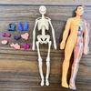 Detachable Assembly Human Body Model Structure Full Body Skeleton Organs 3D skeleton medical Anatomy Children's puzzle toys