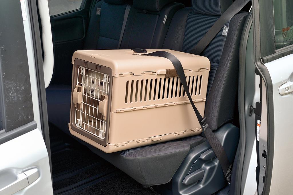 Richell Camping Ivory Size Carry, Folding, Medium,