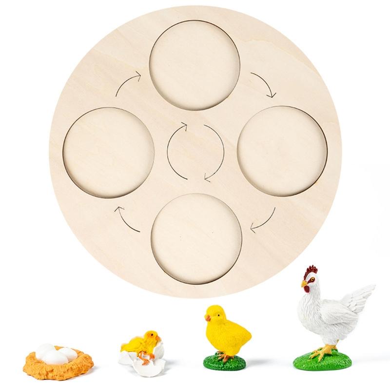 for Frog Animal Life Cycle Model Desktop Decoration Educational Development Toys Realistic Appearance Stimulate Interest