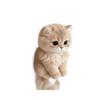 Portachiavi Gatto Peluche Con Materiale Peluche Corto Morbido Per Regalo E Decorazione Borsa