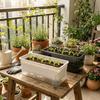 Self Watering Seedling Tray Plastic Growing Box Practical Plant Nursery Pot  Vegetable Gardening