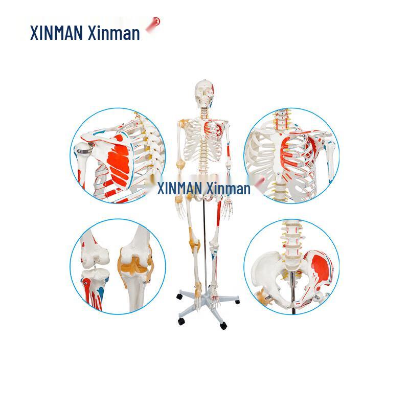 Xinman 170CM Human Skeleton Model
