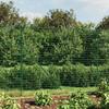 Wire Mesh Fence 1.4x25 M Galvanized Steel