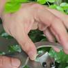 652F Lightweight Tree Girdling Cutter For Thick Bark Efficient Peeling Agricultural Pruning Tool