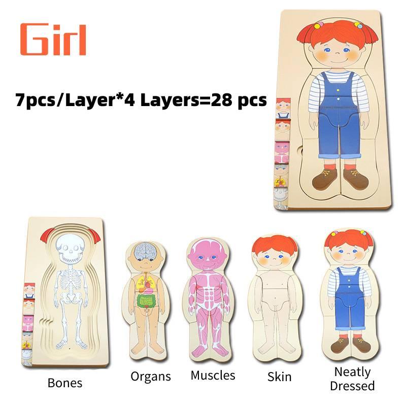 

Дерев яна іграшка-пазл «Будова тіла людини» для хлопчиків та дівчаток Girl